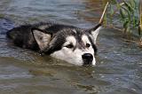 ALASKAN MALAMUTE 672